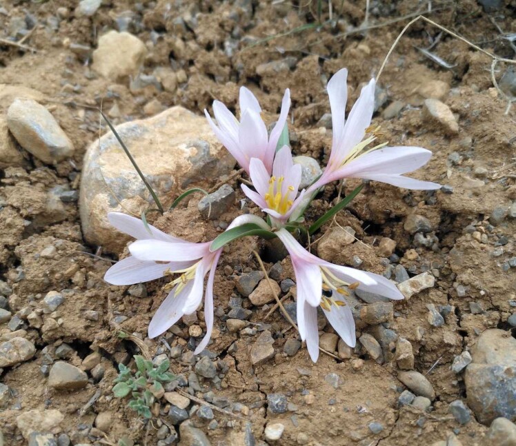 گل حسرت واریانس